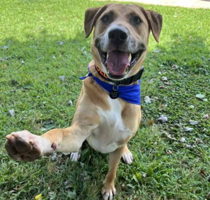Photo of Diesel