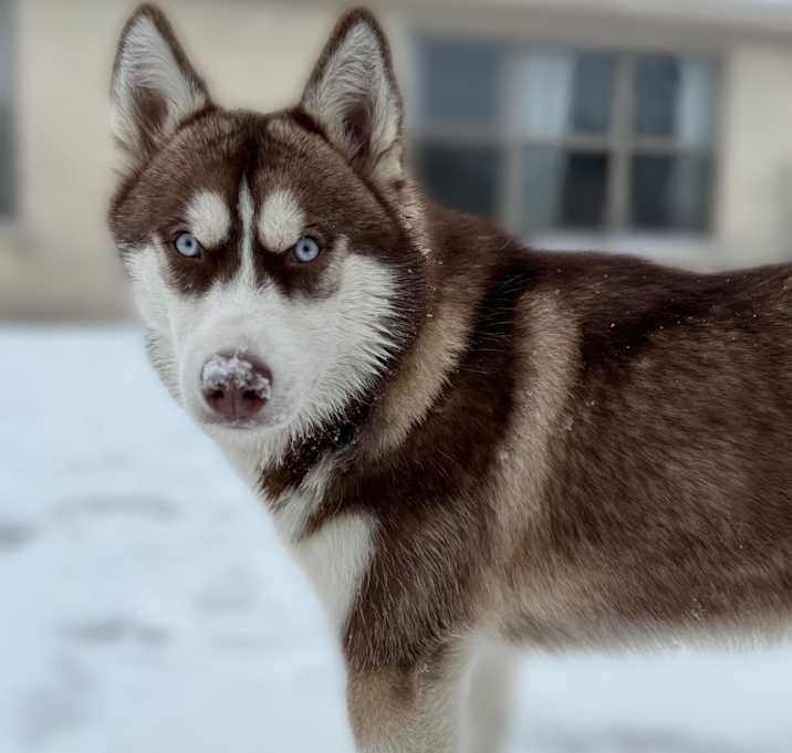 Photo of Nova