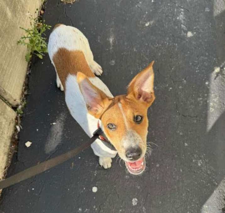 Photo of Oscar