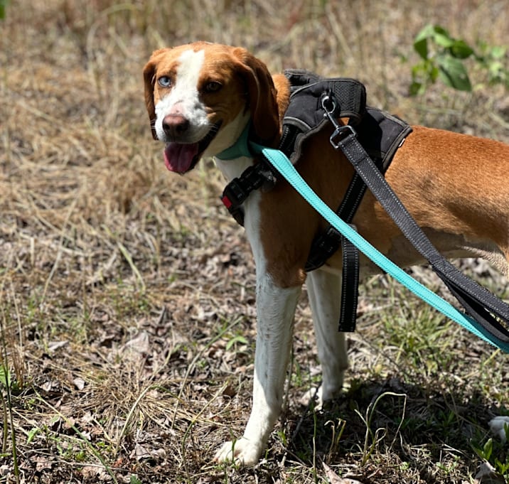 Photo of Marzipan