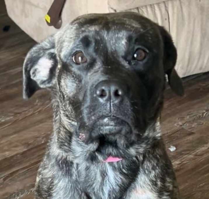 Photo of Bailey