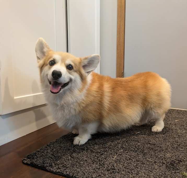 Photo of Pickles