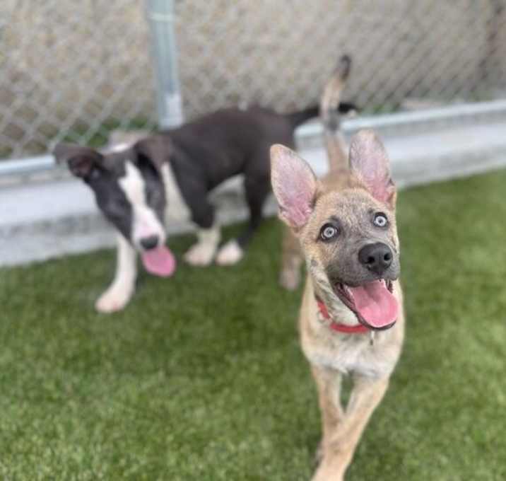 Photo of Sable
