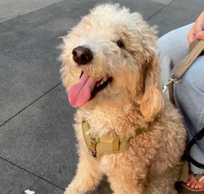 Photo of Scout