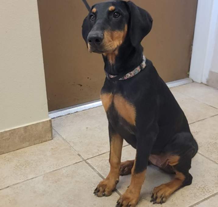 Photo of Rexi