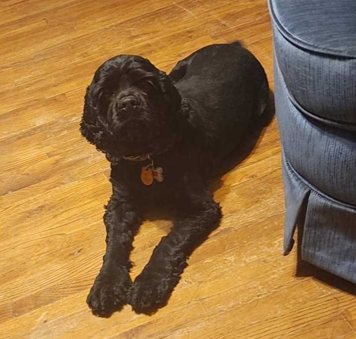 Photo of Harper