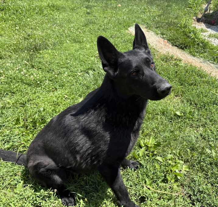 Photo of Ruger Remi