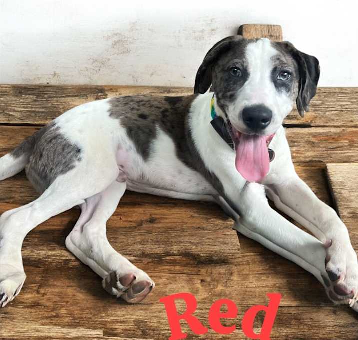 Photo of Red