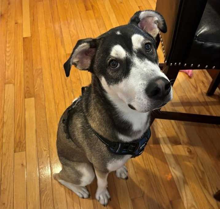 Photo of Atticus
