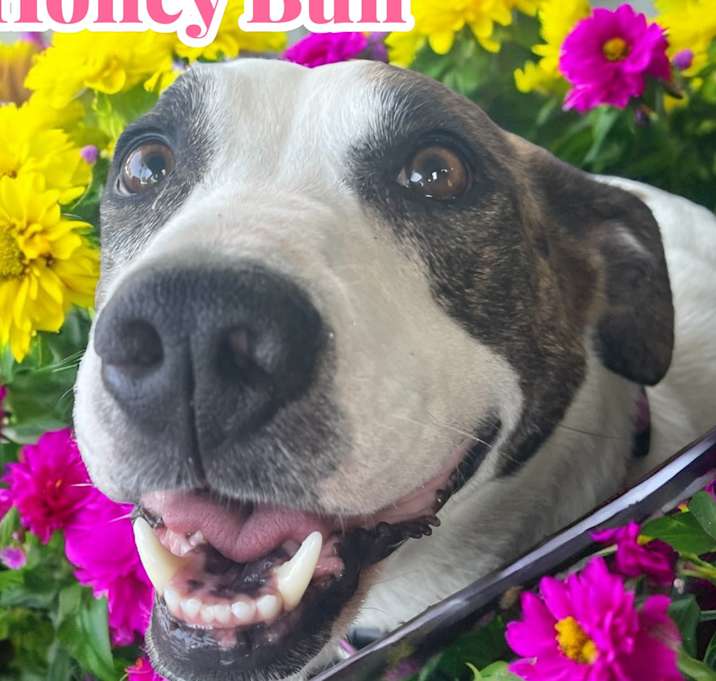 Photo of Honey Bun