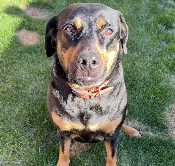 Photo of Benelli