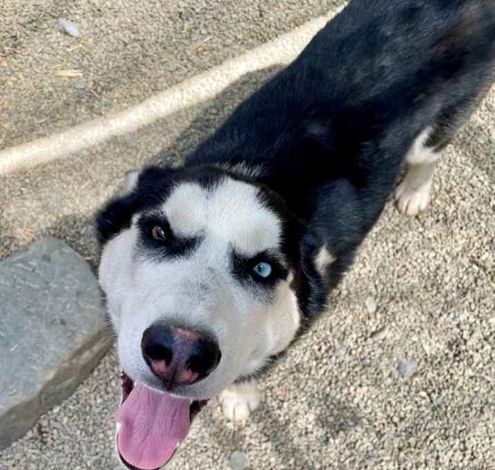 Photo of BLUEBERRY