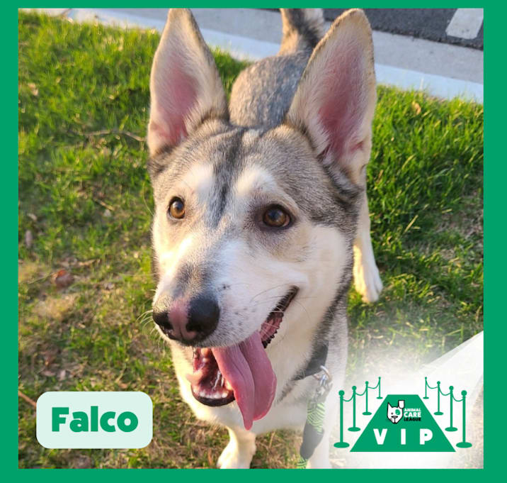 Photo of Falco