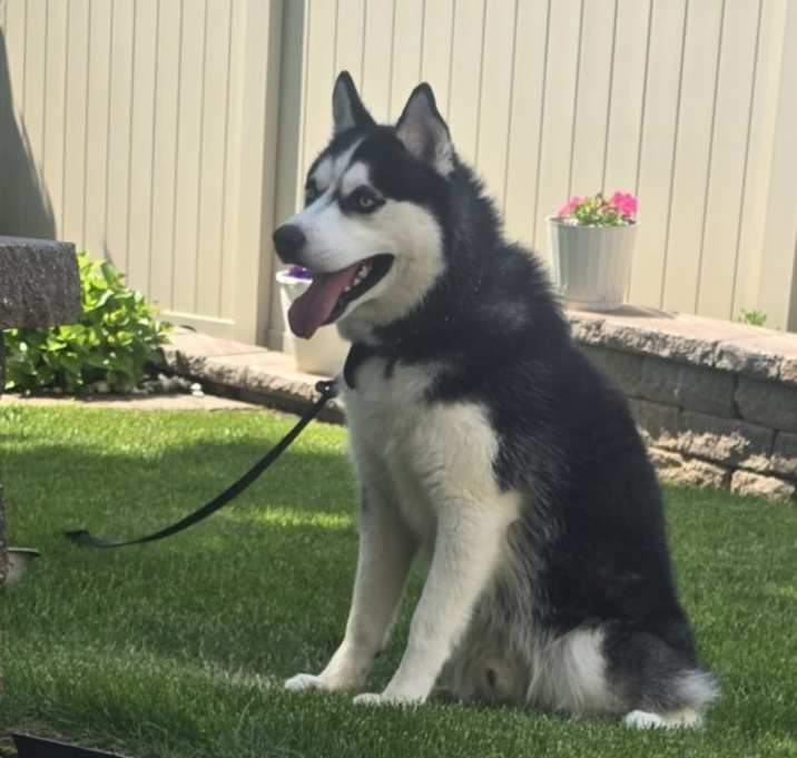 Photo of Oreo