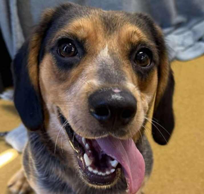 Photo of Roxie