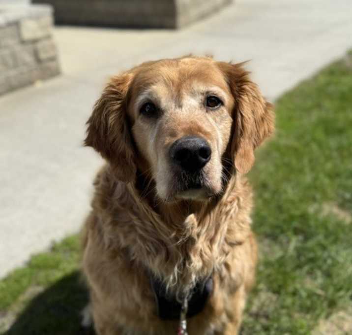 Photo of Mulligan