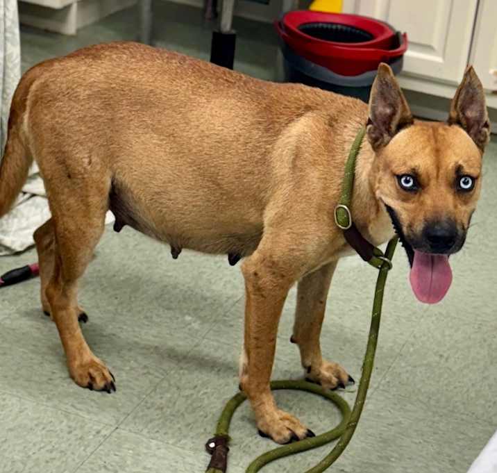 Photo of Honey