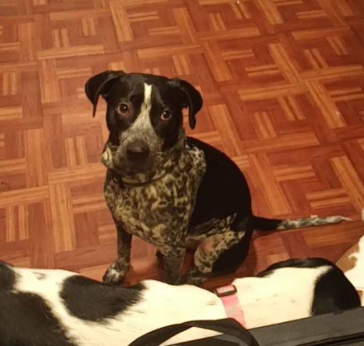 Photo of Lucky