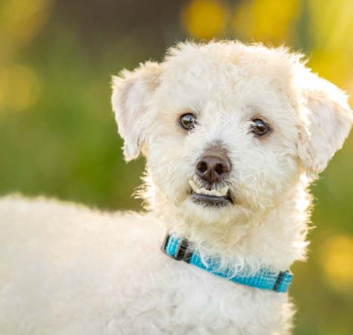 Photo of Cooper