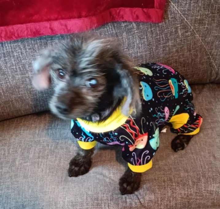 Photo of Poppy