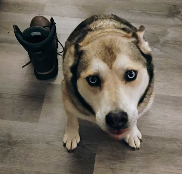 Photo of Bella