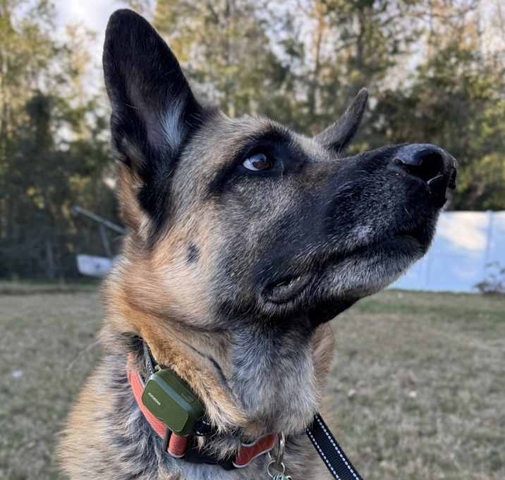 Photo of Rosie