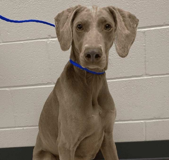 Photo of Dakota