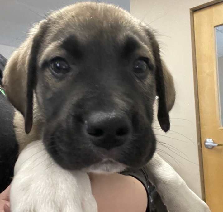 Photo of Silver