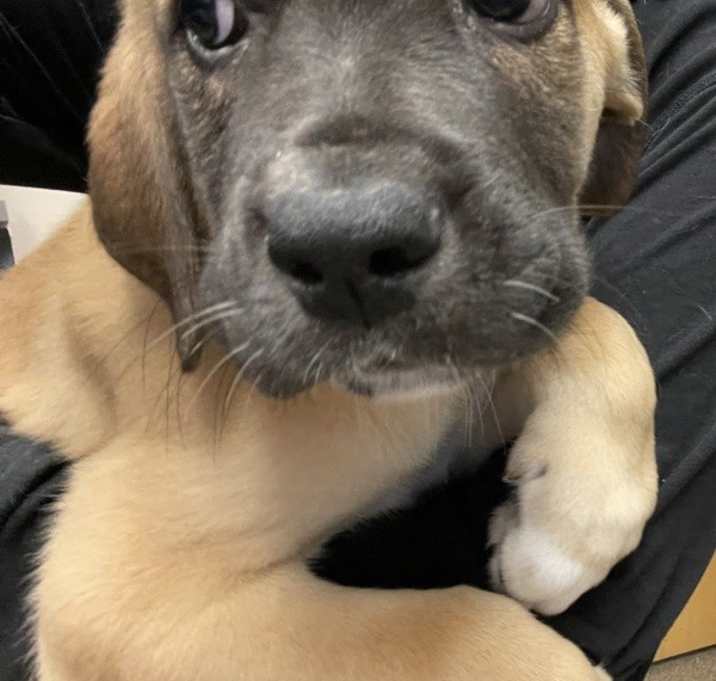 Photo of Mac