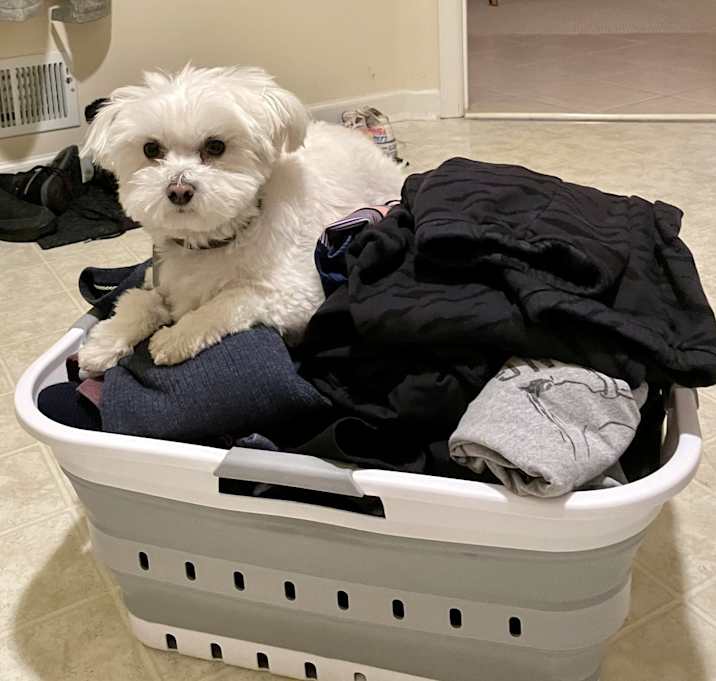 Photo of Romeo