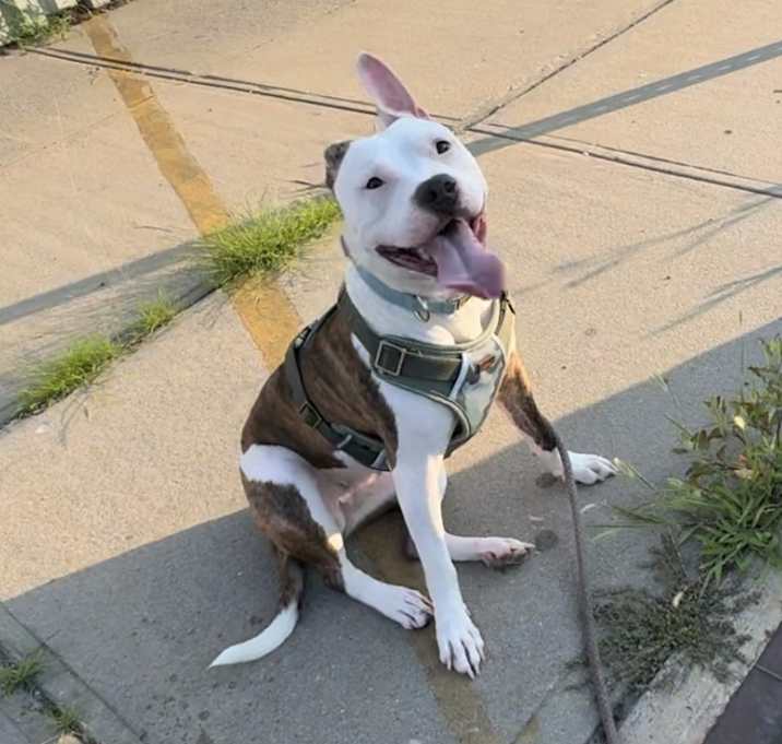 Photo of Lola