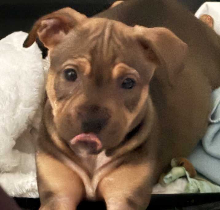 Photo of Charlie