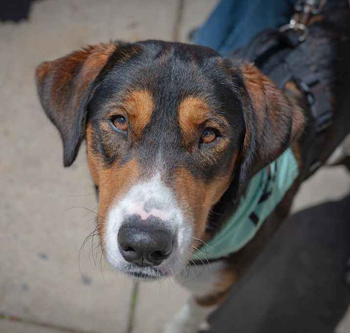 Photo of Koda