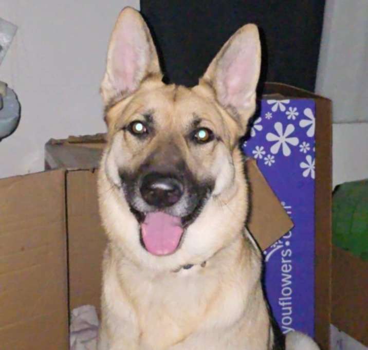 Photo of Nala