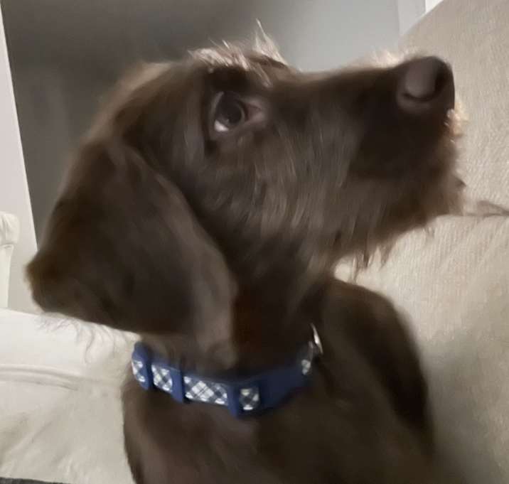 Photo of Rupert