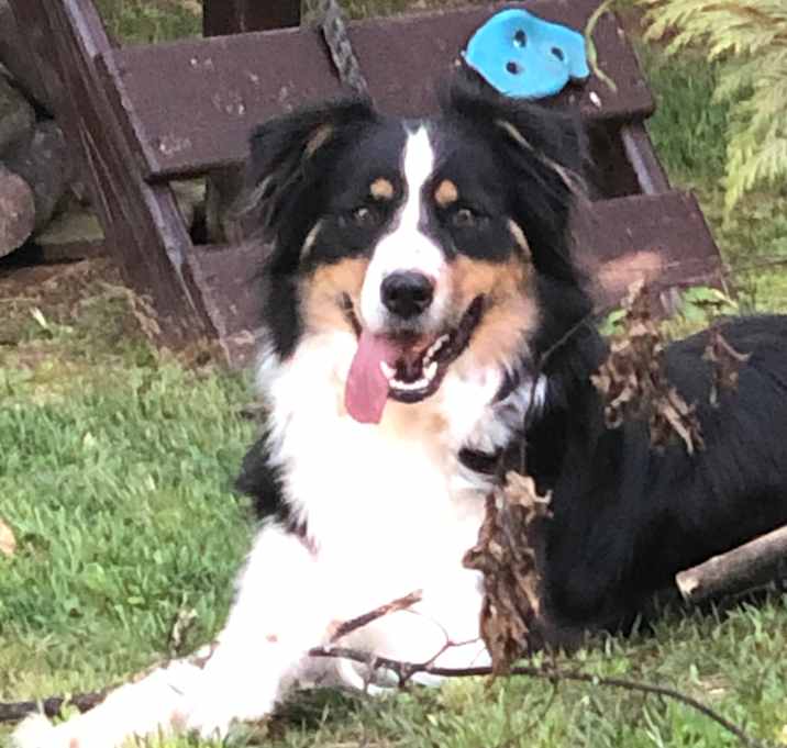 Photo of Honey