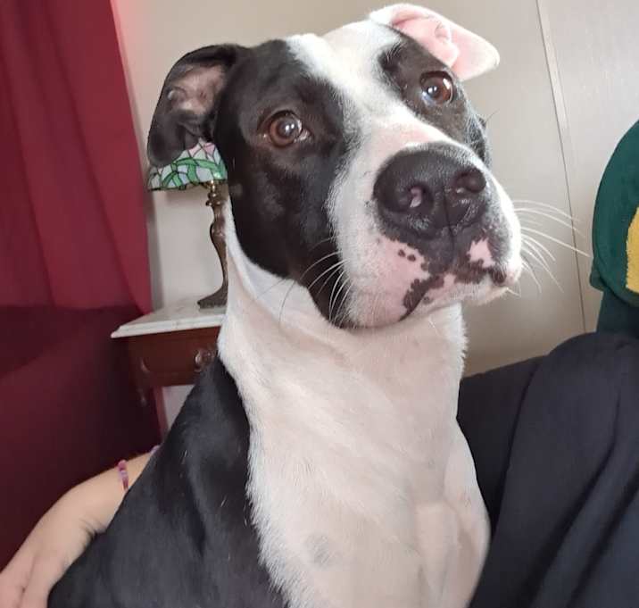 Photo of Apollo