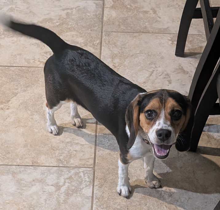 Photo of Shuga