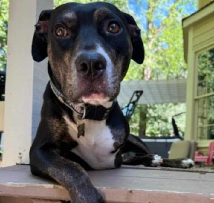 Photo of Barkley
