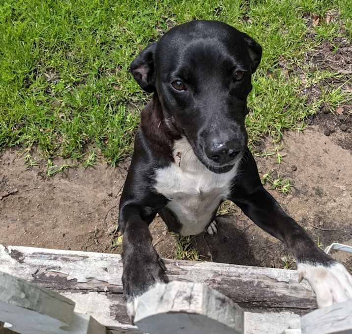 Photo of Sadie