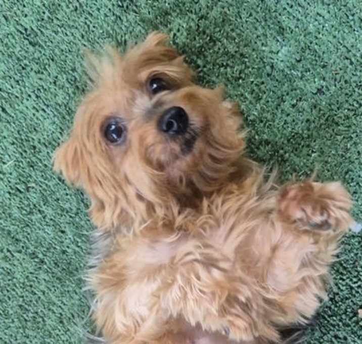 Photo of Taffy