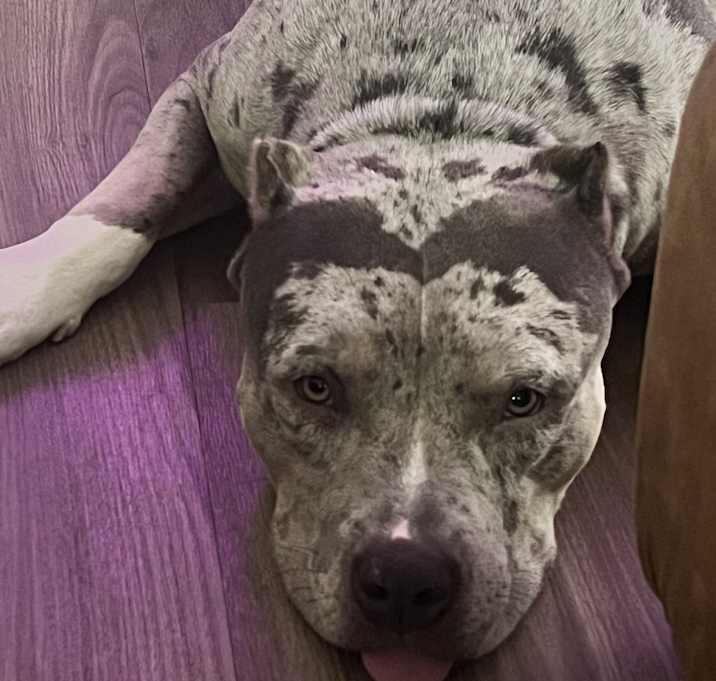 Photo of Oso