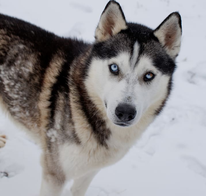 Photo of Koa