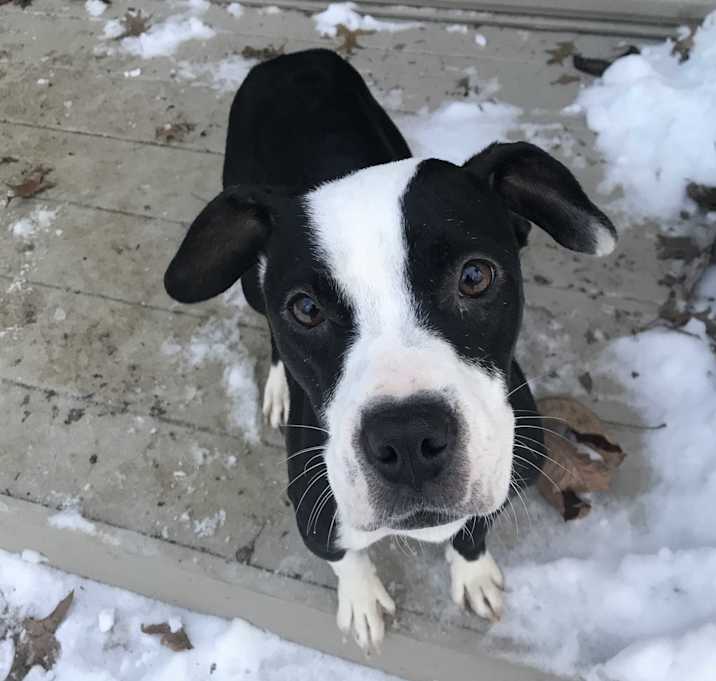 Photo of Daisy (Disney mom Roxie)