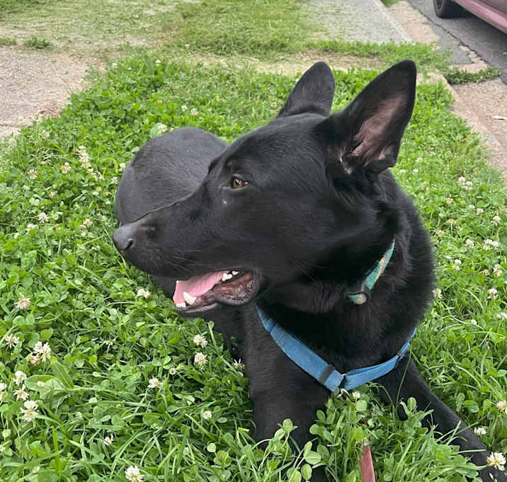 Photo of Ranger