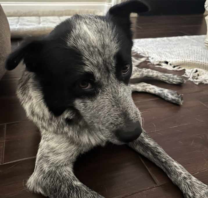 Photo of Shadow