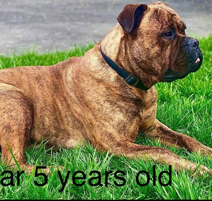 Photo of Bear