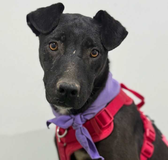 Photo of Inca