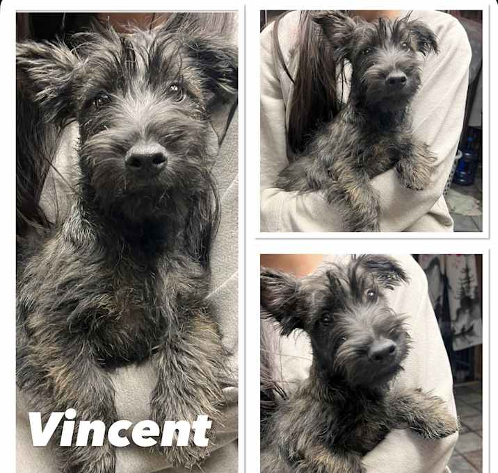 Photo of 5 Scottish Terrier Puppies