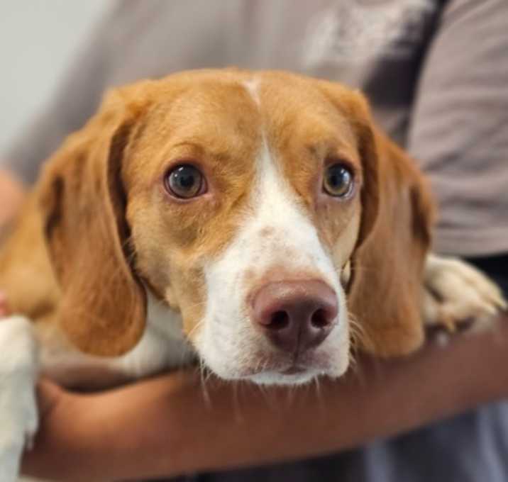 Photo of Chip